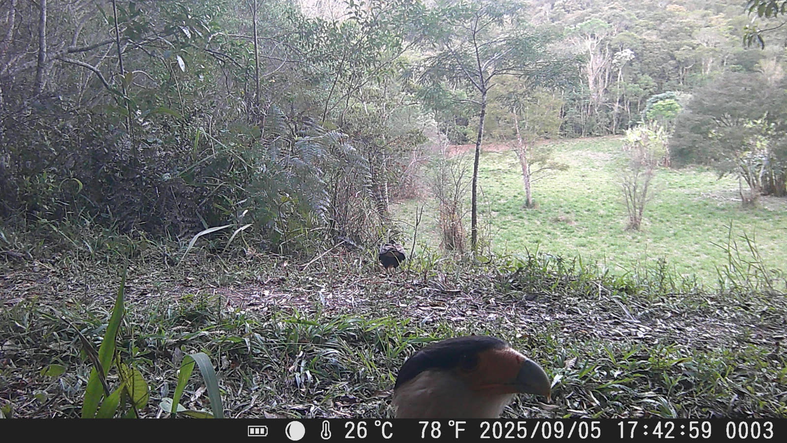 Carcará bem em frente à câmera trap