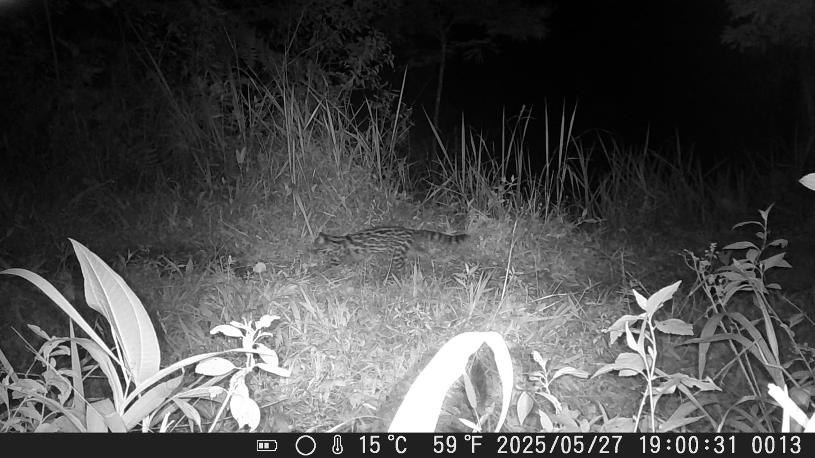 Gato-do-mato registrado por câmera trap à noite