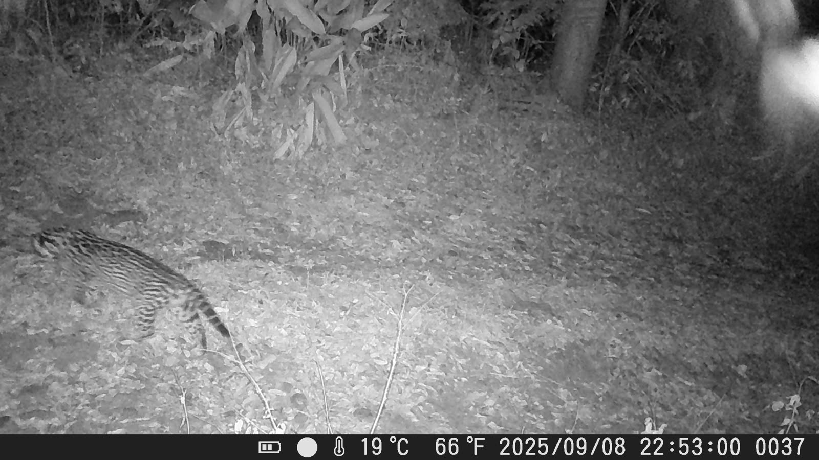 Jaguatirica registrada por câmera trap à noite
